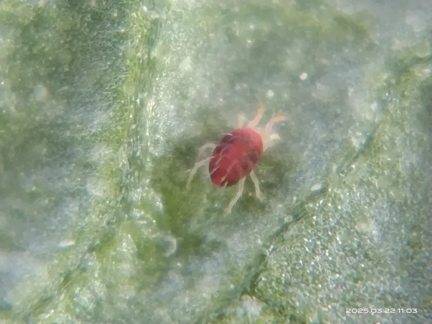Carmine spider mite