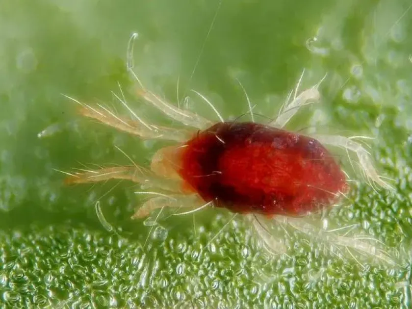 Hawthorn spider mite