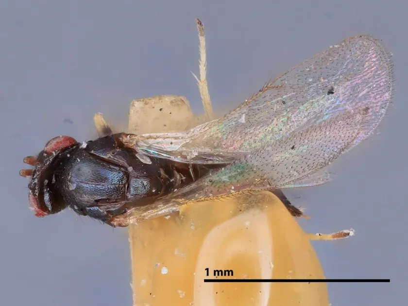 Tetrastichus euplectri