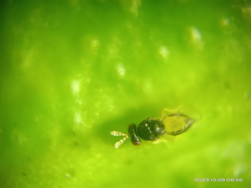 Tetrastichus radiatus