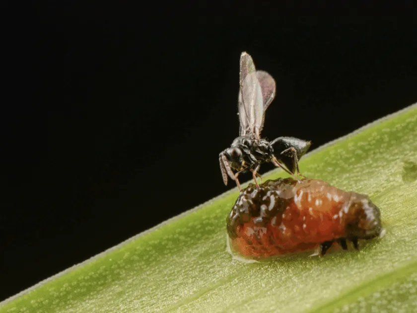 Tetrastichus