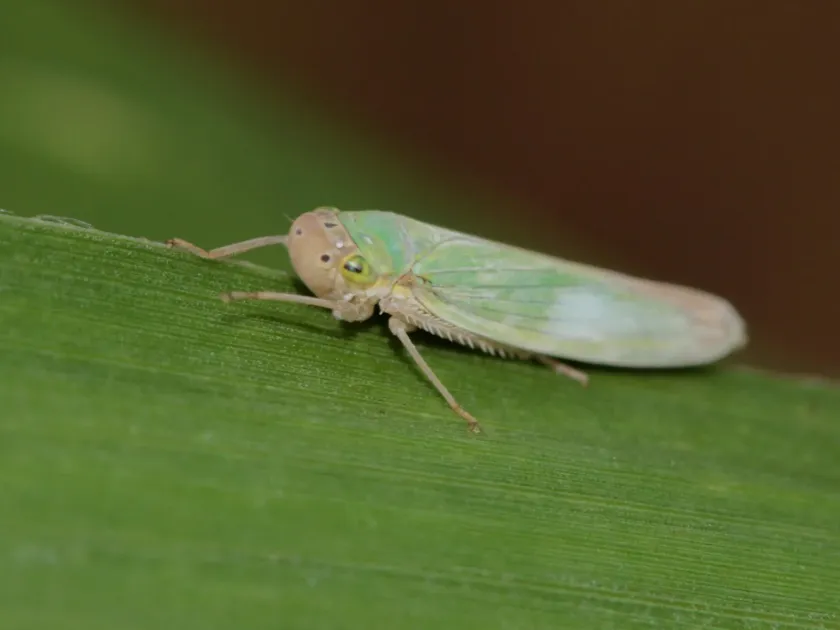 Зеленая цикадка