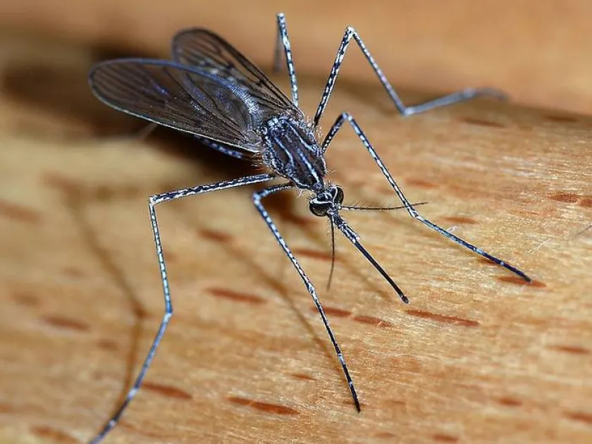 Culiseta longiareolata