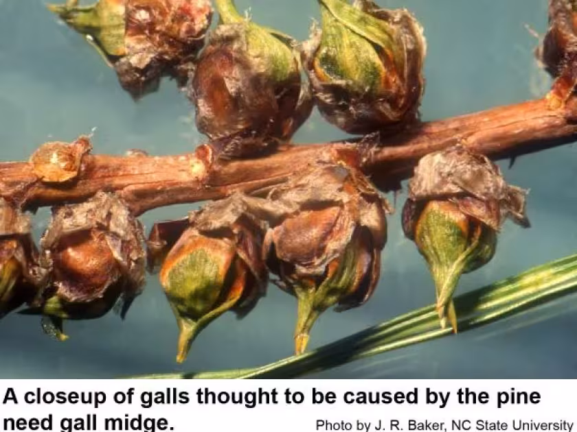 Pine needle gall midge