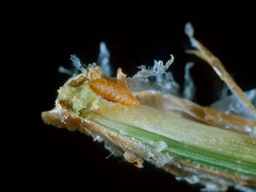 Pine needle gall midge
