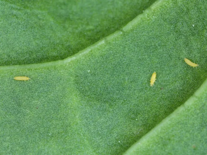Hawaiian flower thrips