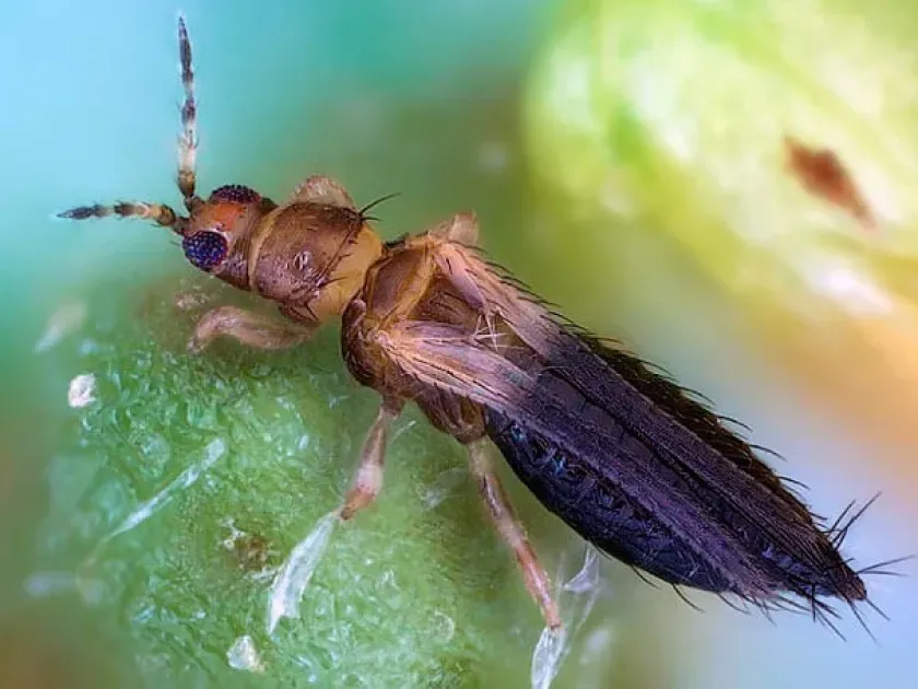 Tobacco thrips