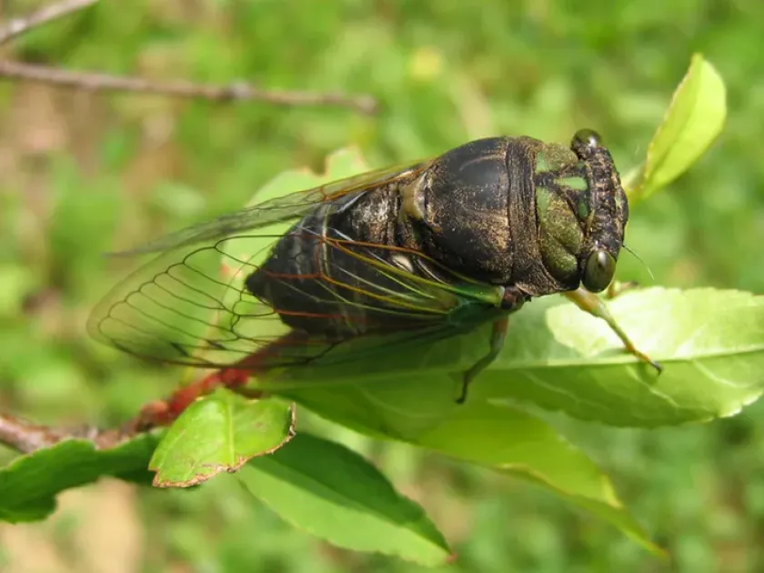 Davis cicada
