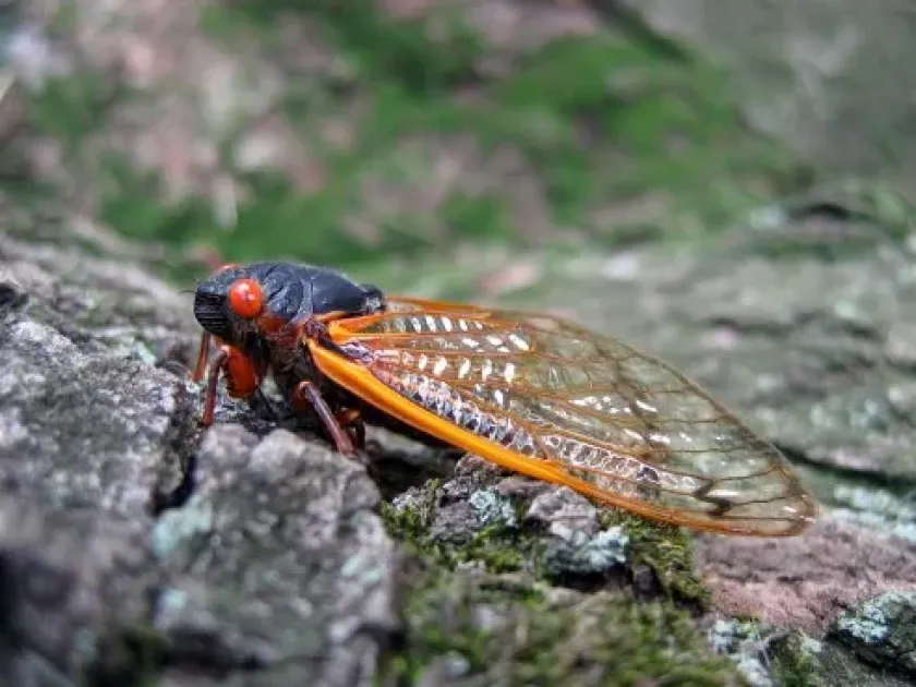 Periodical cicada