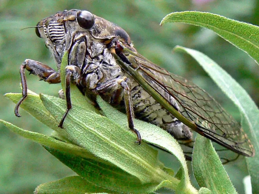 Cicada