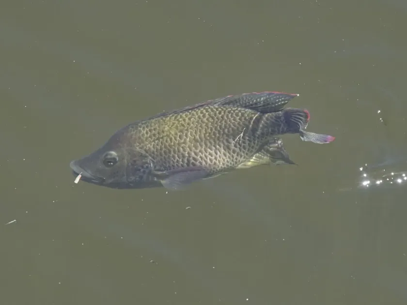 Mozambique tilapia