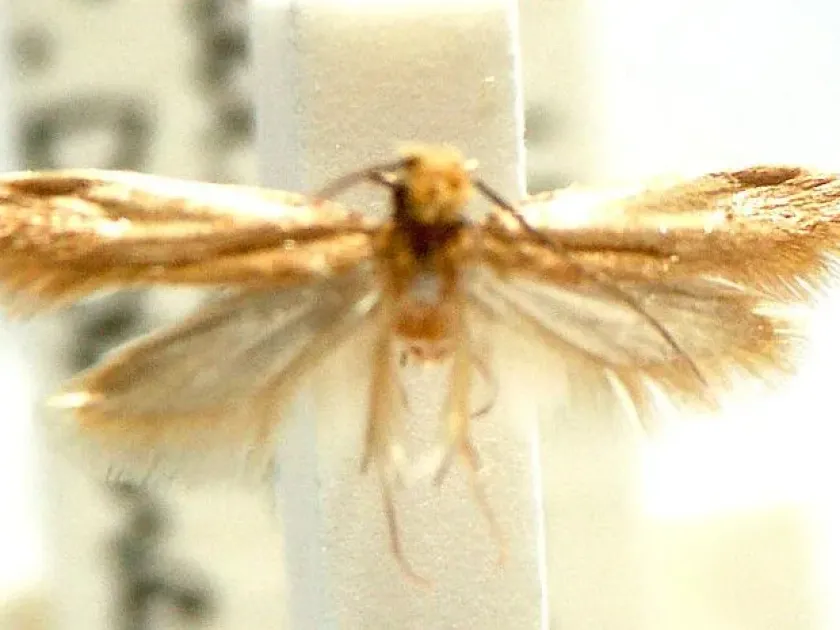 Meal moth