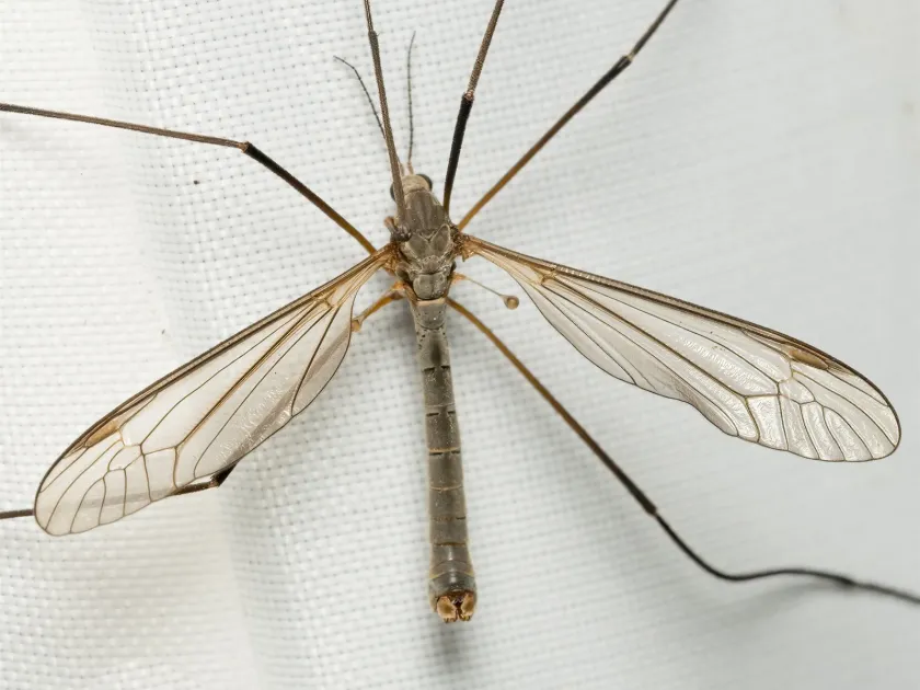 Tipula czizeki