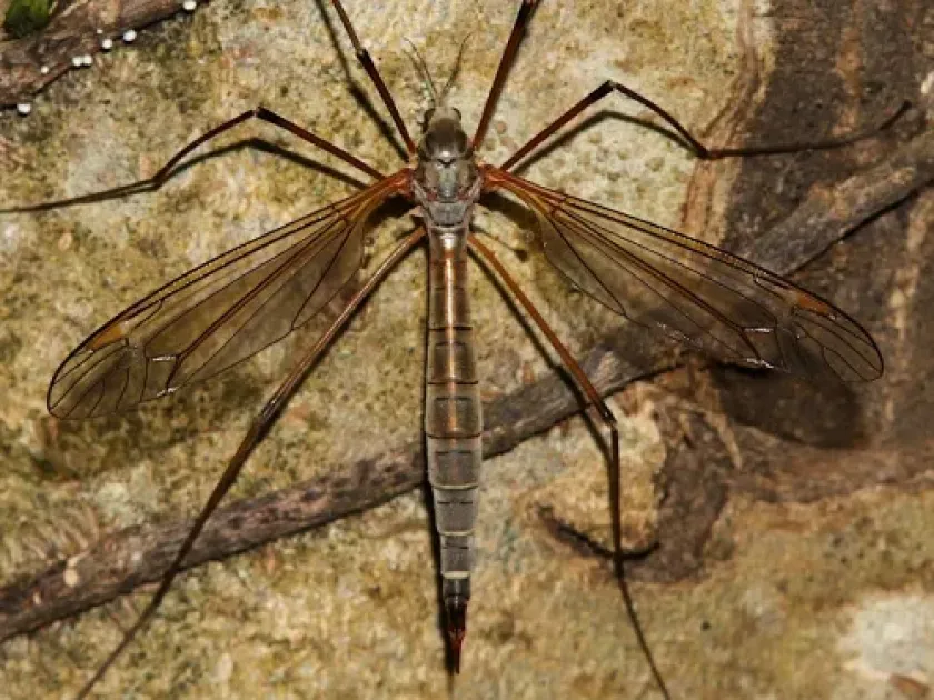 Yellow-striped crane fly
