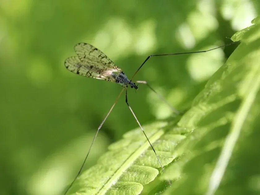 Common crane fly