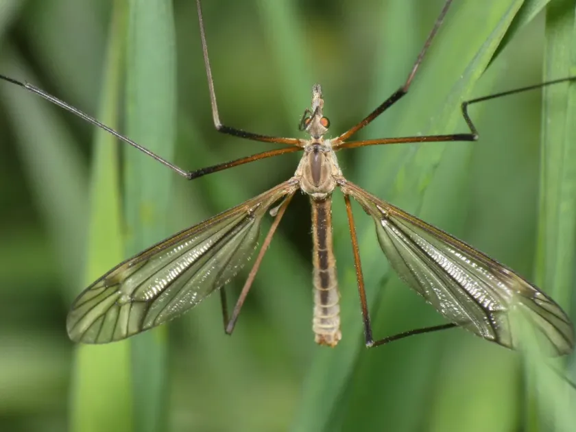 Marsh crane fly