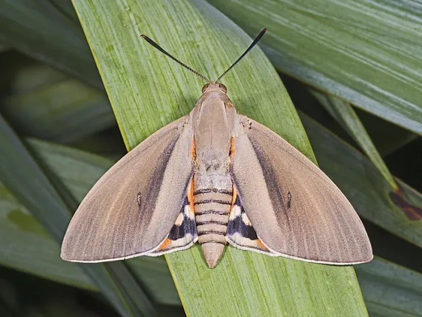 Palm moth