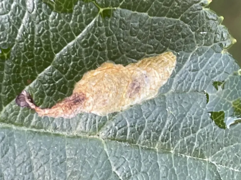 Apple leafminer