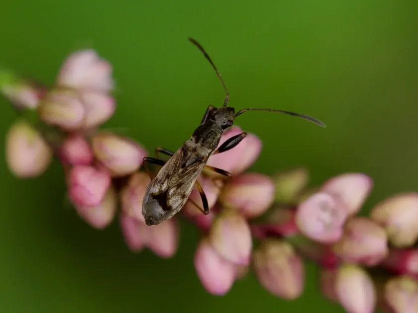 Того геміптерус