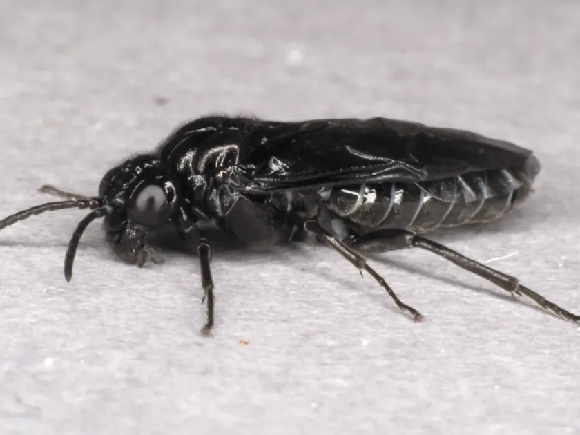 Ash sawfly