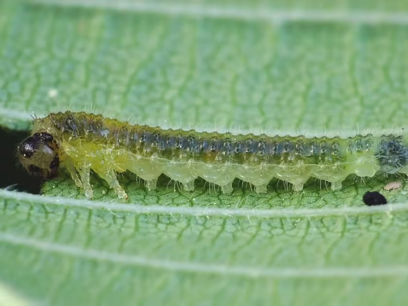 Elm sawfly
