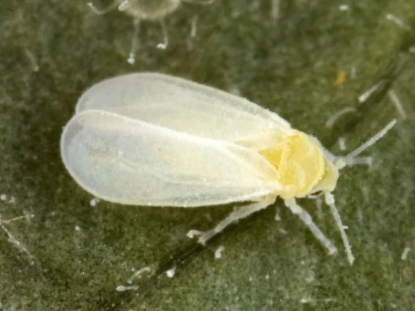 Білокрилка Trialeurodes porosus