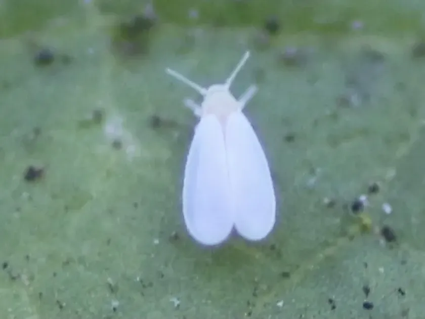 Sow thistle whitefly