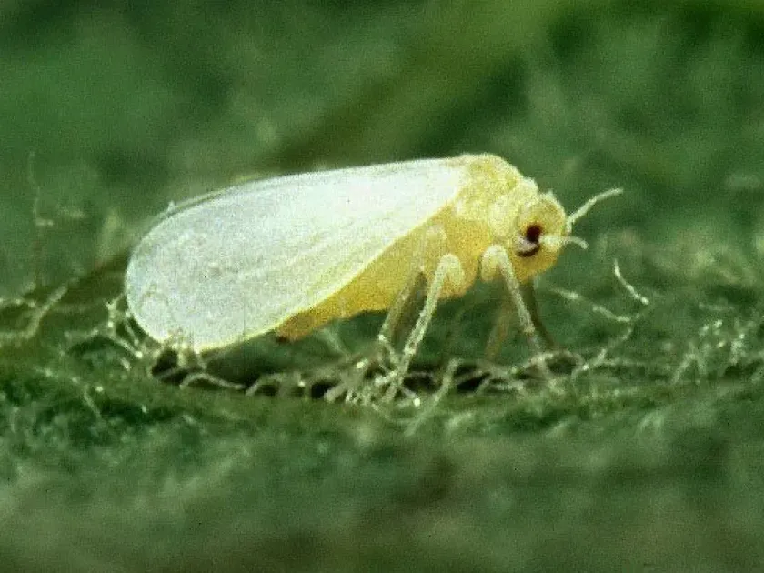 Trialeurodes