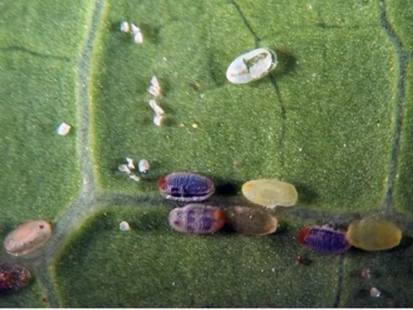 Papaya whitefly