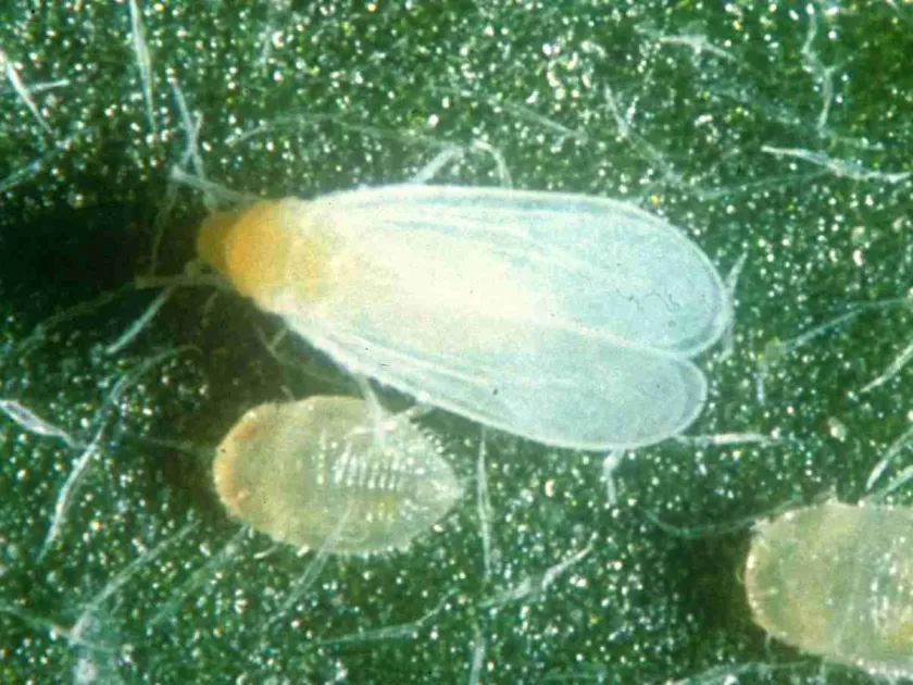 Белокрылка Trialeurodes vitrinellus