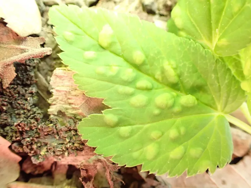 Carrot psyllid