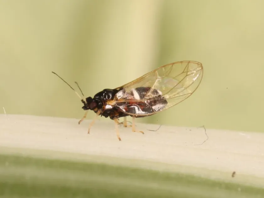 Galium psyllid