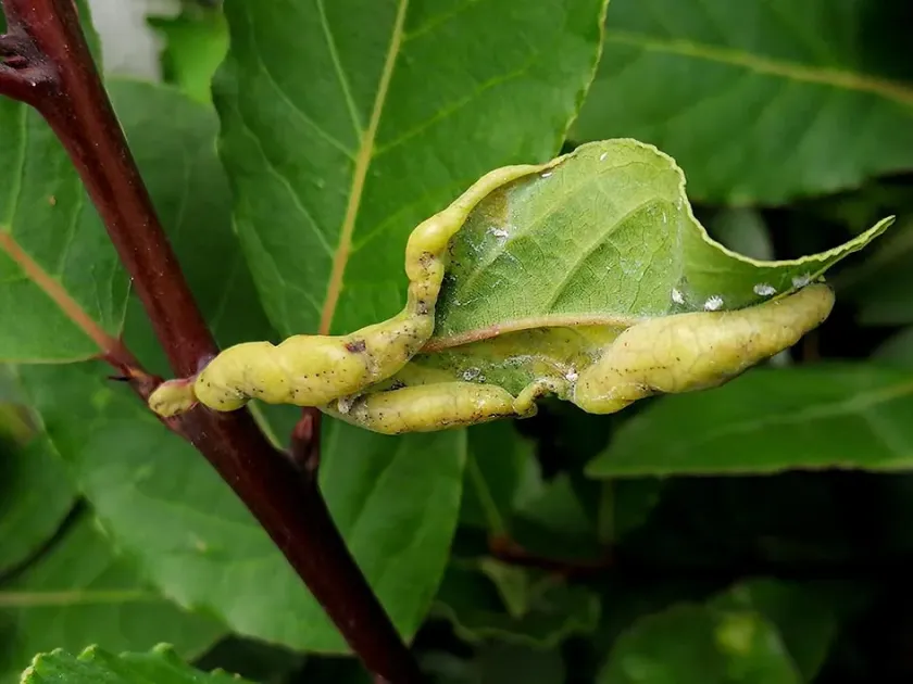 Laurel psyllid