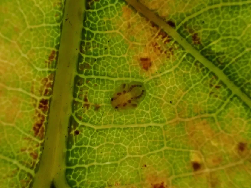 Oak psyllid
