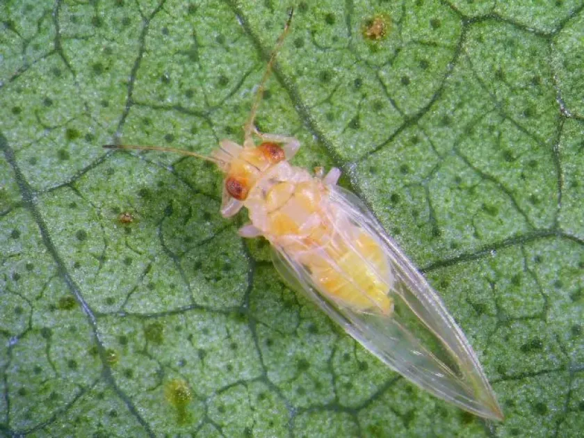 Potato psyllid