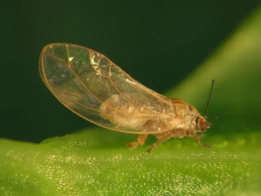 Carrot psyllid