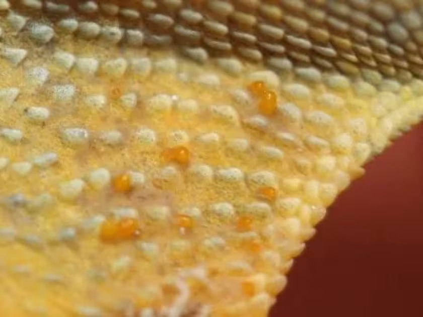 Chigger mite