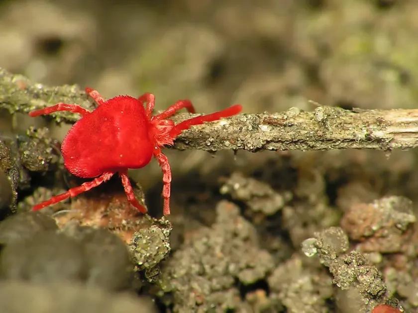 Chigger mites