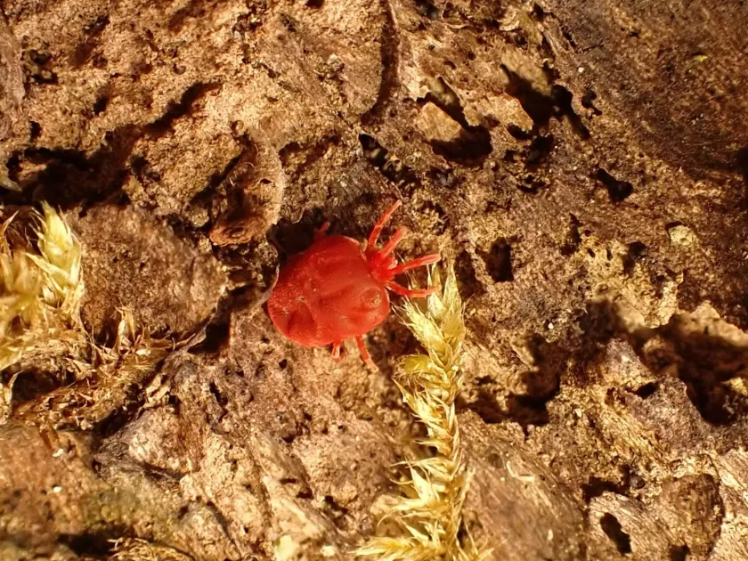Velvet mite