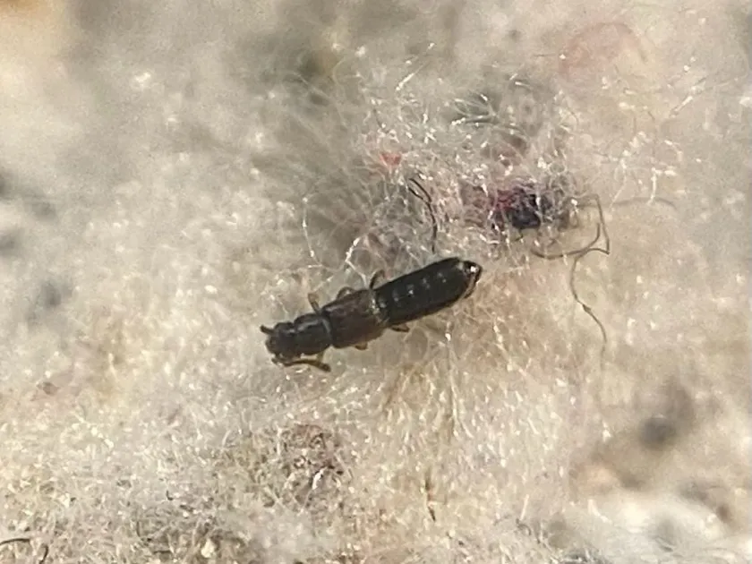 Стафилинид Trogophloeus pusillus