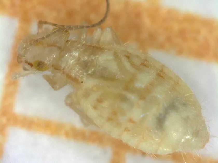 Booklouse