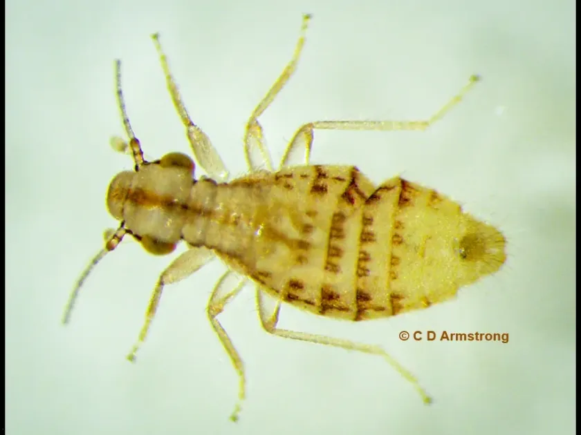 Booklouse
