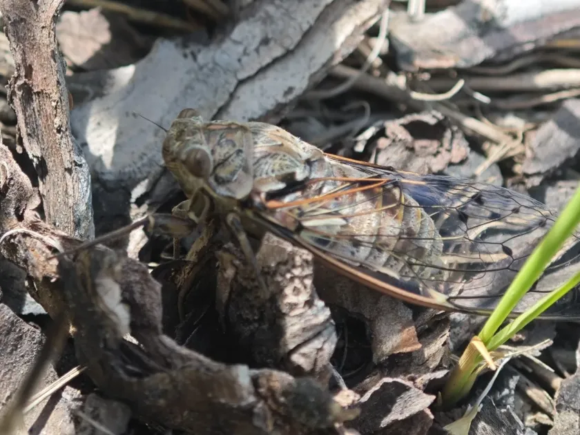 Manna cicada