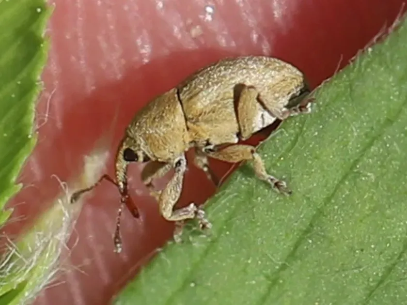 Alfalfa seed weevil