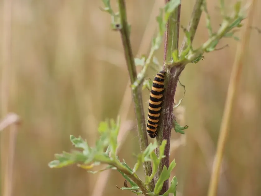 Cinnabar moth