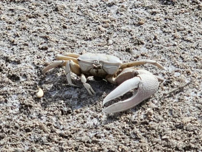 Fiddler crab