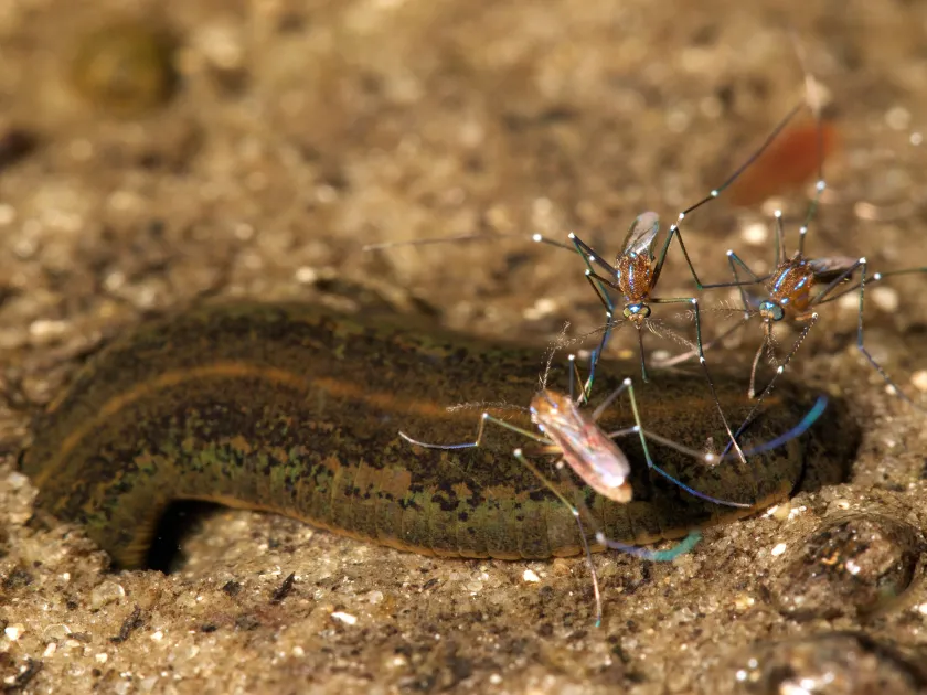 Uranotaenia