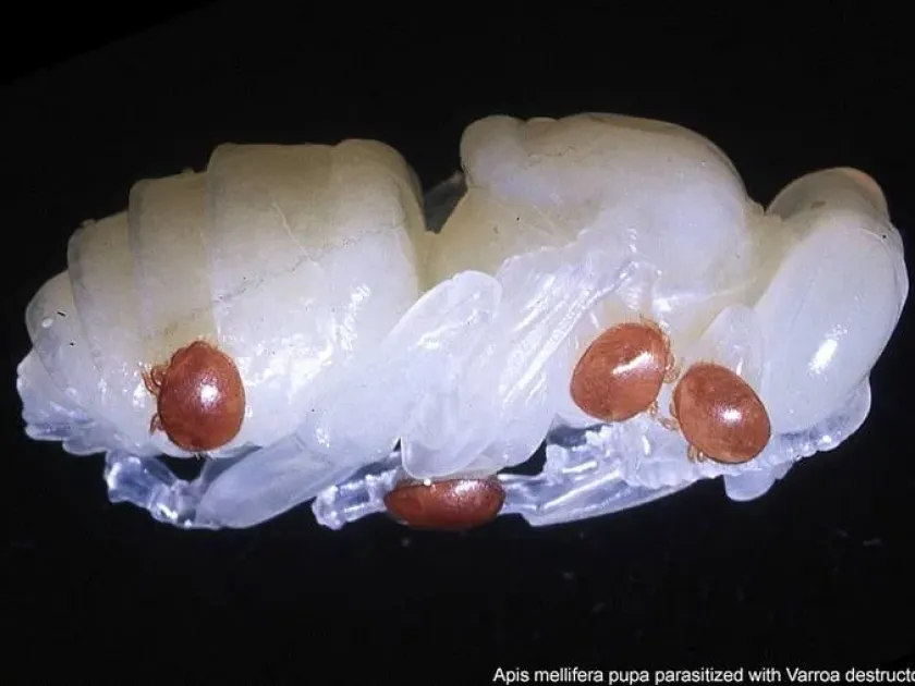 Варроа