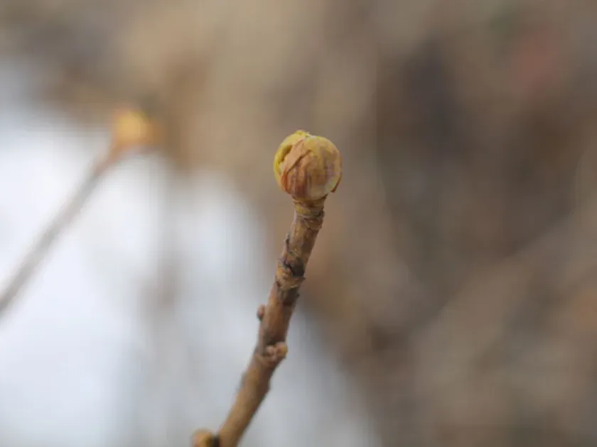 Blackcurrant gall mite