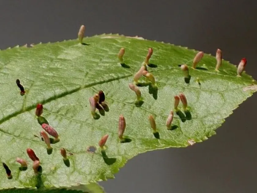 Apple rust mite